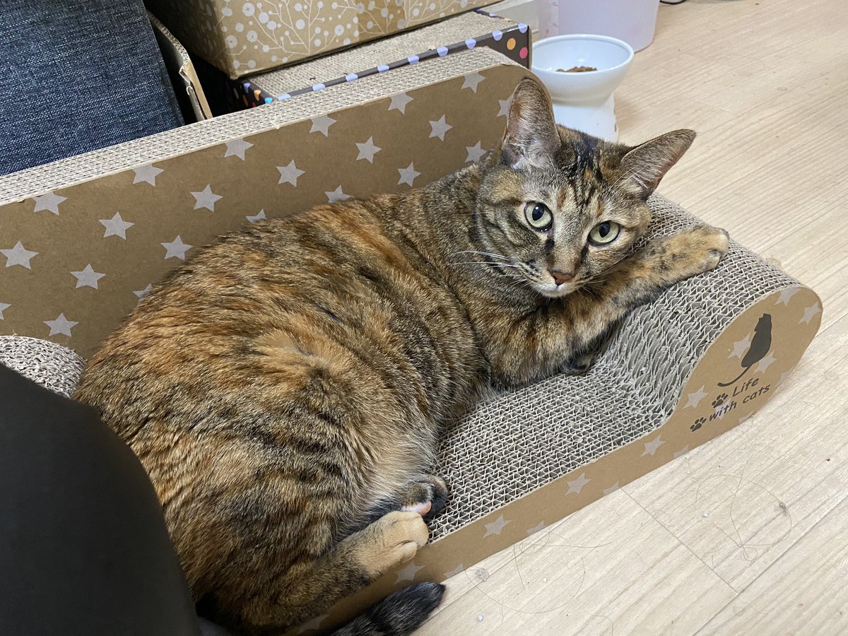 あんじ めん なるとの母 ほんじつのねこたち 伝説のめーん猫 麦わら猫 むぎわら猫 ちびちびかみや なると 黒猫 くろねこ 猫好き 猫好きさんと繋がりたい 猫のいる暮らし 猫のいる生活 ネコッター