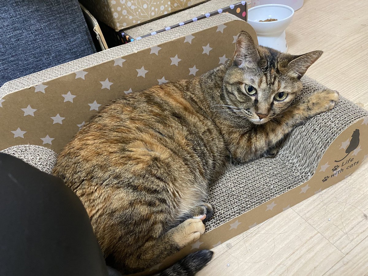 あんじ めん なると しなの母 ほんじつのねこたち 伝説のめーん猫 麦わら猫 むぎわら猫 ちびちびかみや なると 黒猫 くろねこ 猫好き 猫好きさんと繋がりたい 猫のいる暮らし 猫のいる生活 ネコッター T Co Cz7xctrjsk Twitter あんじ めん なると しなの母 ほんじつのねこたち 伝説のめーん猫 麦わら猫 むぎわら猫 ちびちびかみや なると 黒猫 くろねこ 猫好き 猫好きさんと繋がりたい 猫のいる暮らし 猫のいる生活 ネコッター T Co Cz7xctrjsk Twitter