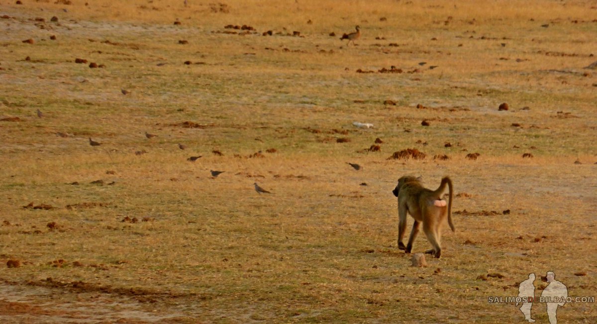 SalimosDeBilbao's tweet photo. #Rafiki #ElReyLeon๐ต#Babuino #Papion #Chacma #Baboon #Papioursinus #Hwange #Zimbabwe #Zimbabue #Africa #TheLionKing #macaco #Life #Wildlife #Naturaleza #Nature #World #NaturePhotography #Earth #Travel #viajar #animals #animales https://t.co/oGsC7tnupV