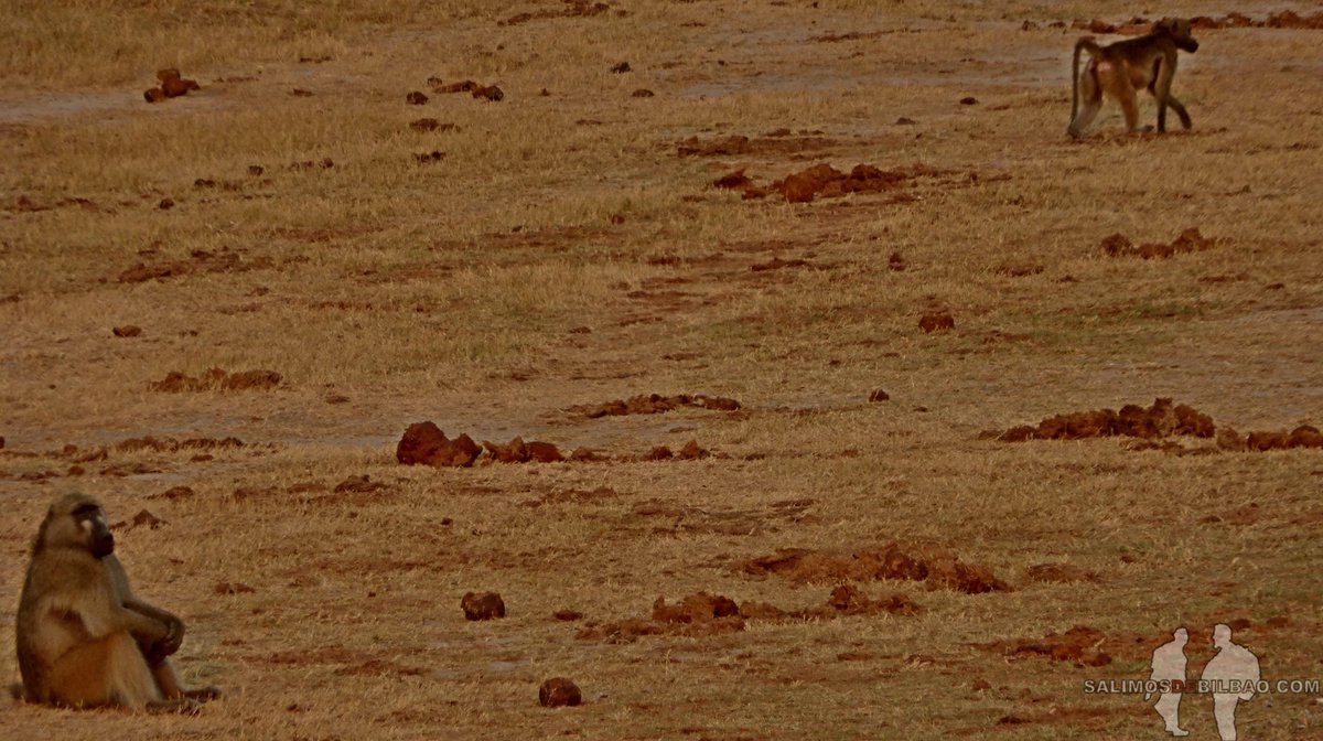 SalimosDeBilbao's tweet photo. #Rafiki #ElReyLeon๐ต#Babuino #Papion #Chacma #Baboon #Papioursinus #Hwange #Zimbabwe #Zimbabue #Africa #TheLionKing #macaco #Life #Wildlife #Naturaleza #Nature #World #NaturePhotography #Earth #Travel #viajar #animals #animales https://t.co/oGsC7tnupV