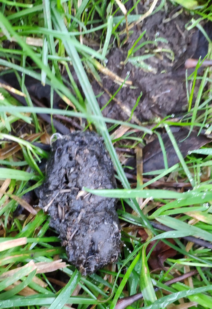 This is all the lovely stuff Tyto found at an old farm house. That pellet was massive.