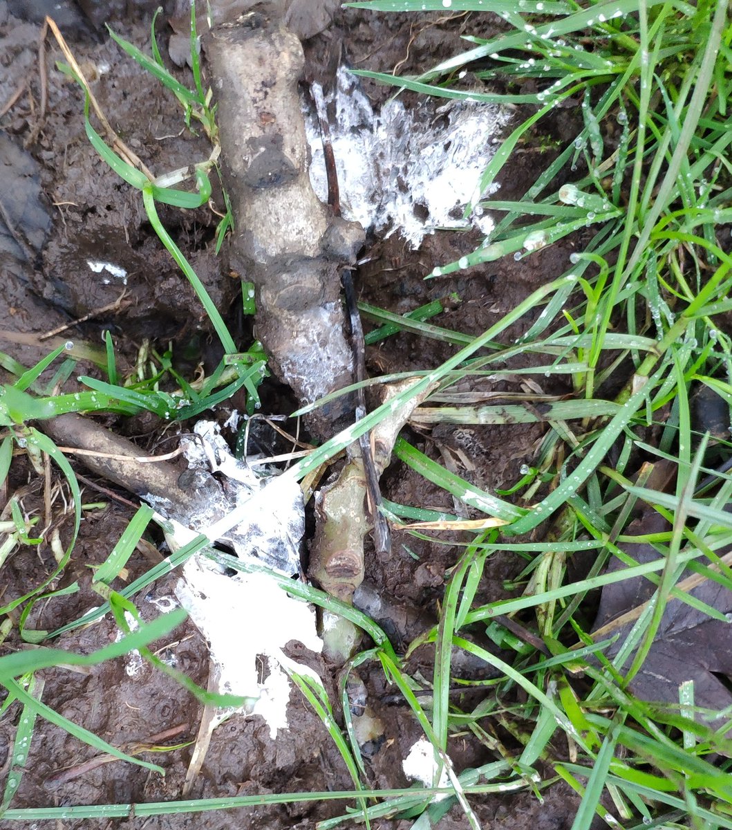 This is all the lovely stuff Tyto found at an old farm house. That pellet was massive.