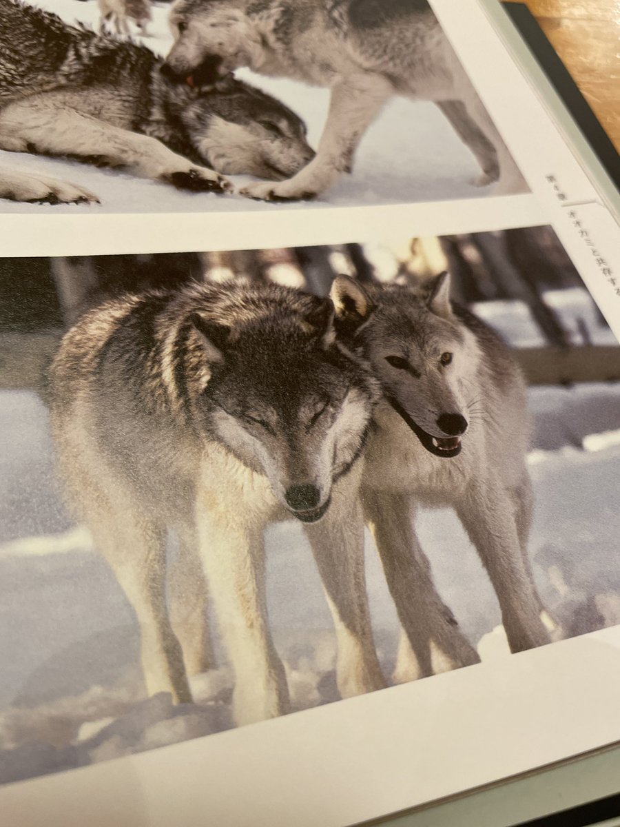 ぬまがさワタリ V Tvittere オオカミたちの隠された生活 登場オオカミの中でもオメガ 最下位 のラコタが印象的だが ラコタを巡る関係性が 一元的な序列 とはまた違うのも興味深い 特にベータ 群れの二番手 のマツィは ラコタと親密な深い友情を築いていた ぬまがさワタリ V Tvittere オオカミたちの隠された生活 登場オオカミの中でもオメガ 最下位 のラコタが印象的だが ラコタを巡る関係性が 一元的な序列 とはまた違うのも興味深い 特にベータ 群れの二番手 のマツィは ラコタと親密な深い友情を築いていた