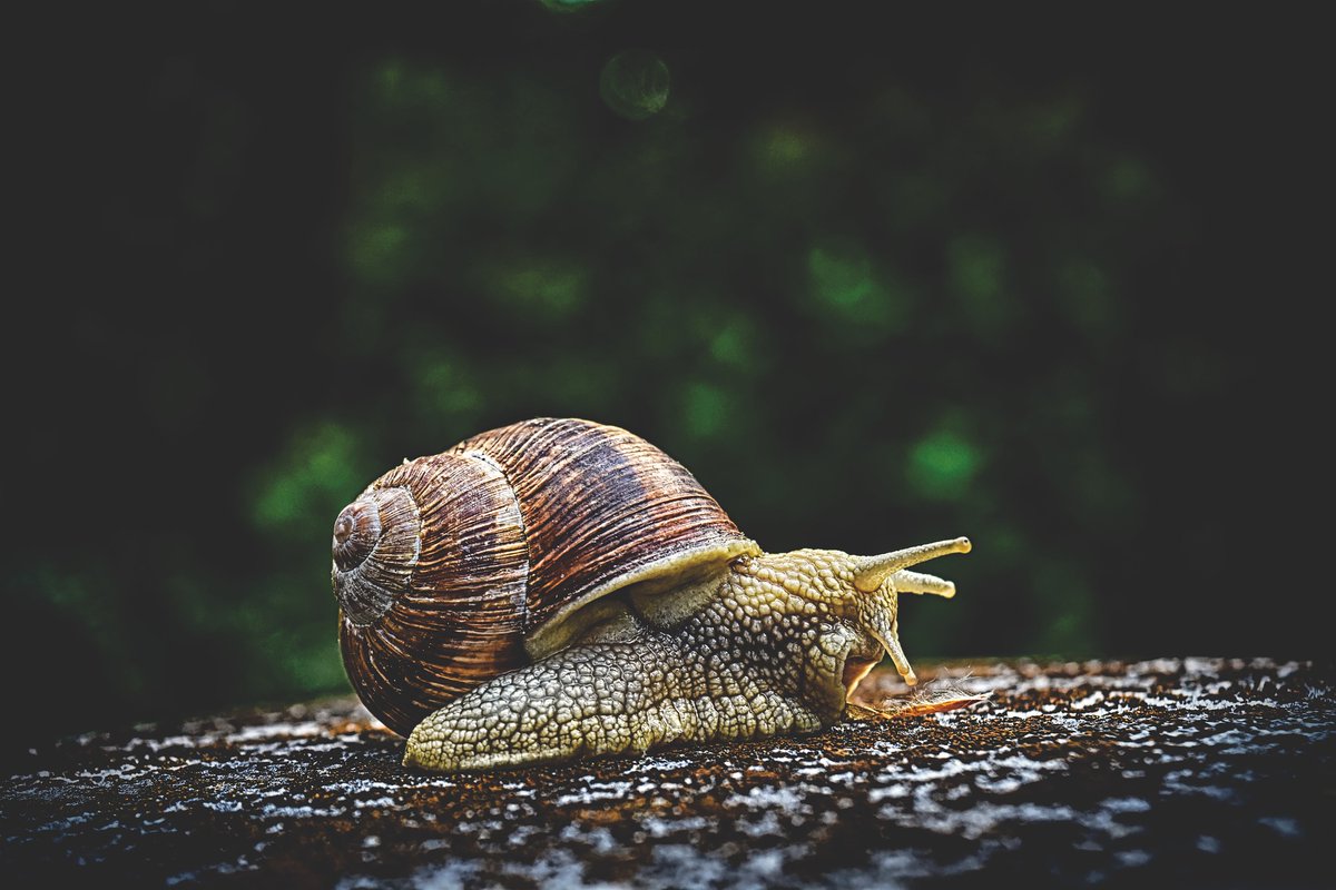Here are 10 ways to deal with slugs and snails on a farm
@FutureForAll 
smartfarmerkenya.com/10-ways-to-dea…