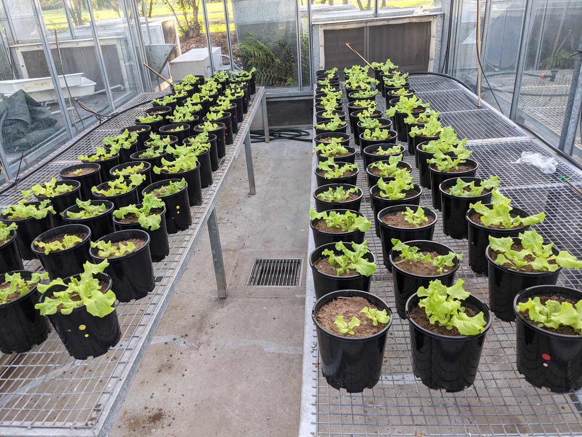 Early results of biofertiliser trials on lettuce growth are demonstrating very positive effects both in terms of plant productivity and resistance to drought. <a href="/convertehealth/">Converte</a>