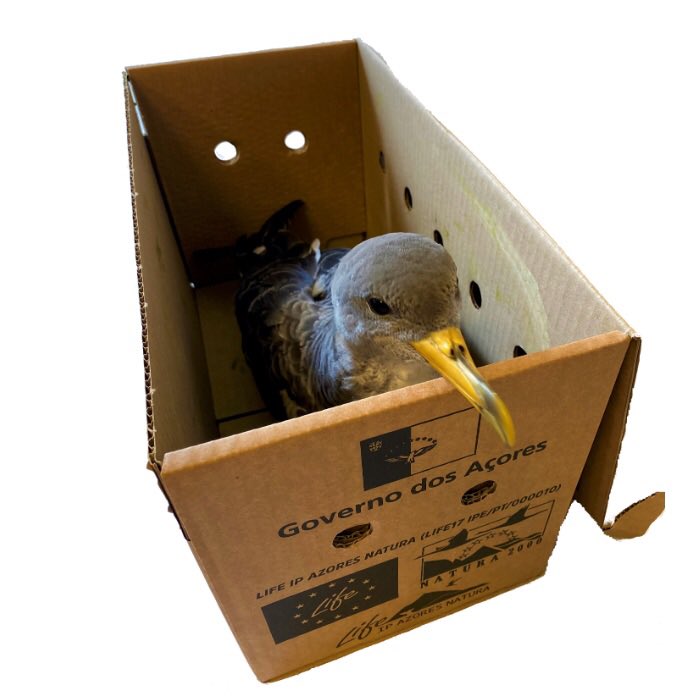 ChairOceans's tweet photo. 📦Utilizadas a cada outono na campanha #SOScagarro para proteger aves que se encontram perdidas, confundidas pela iluminação noturna dos humanos. São depois largadas perto do mar para retomar a sua migração anual para o Brasil! @OAcores
#cagarro #avesmigradoras #poluicaoluminosa https://t.co/NrH8p0CZap