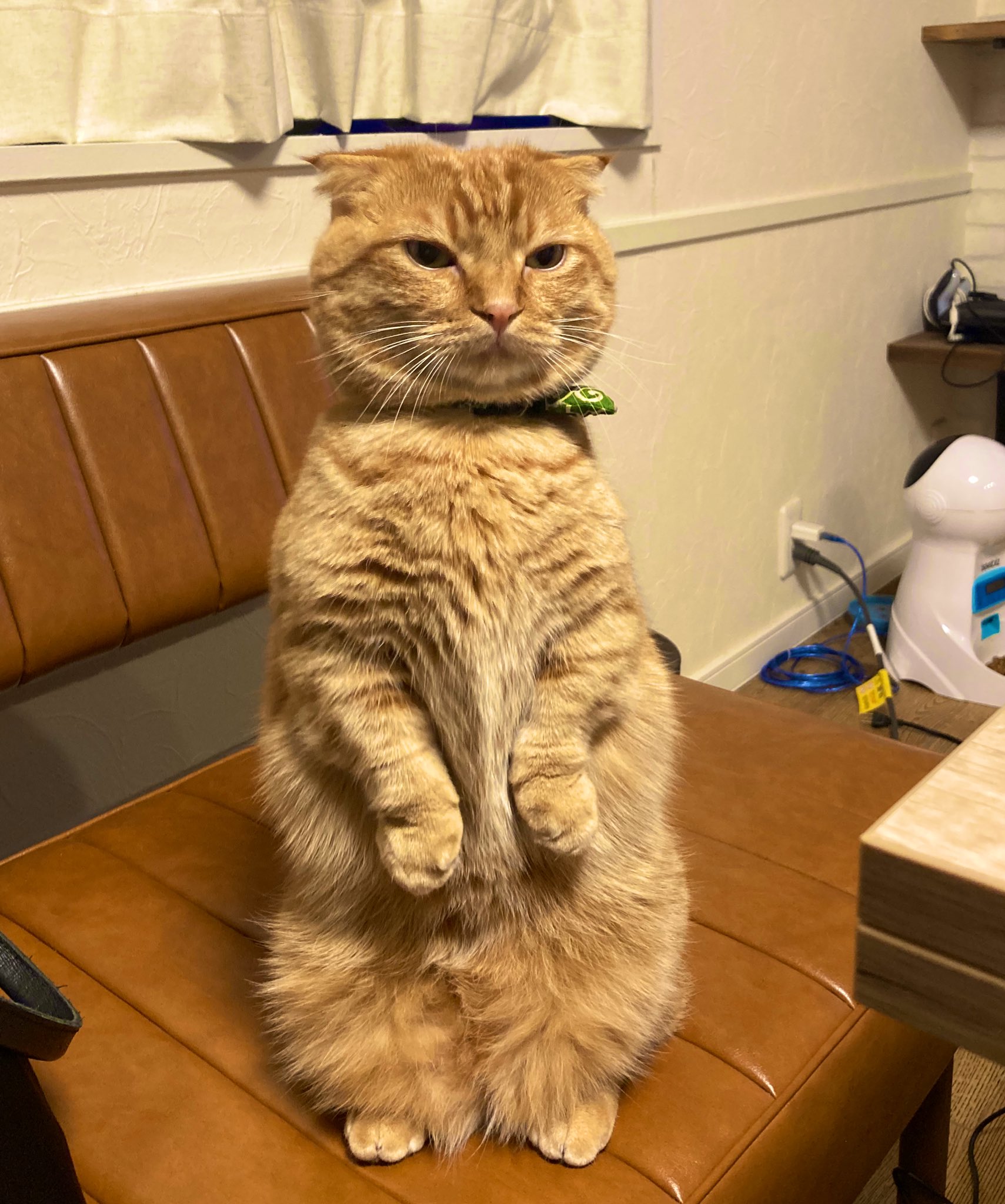 たけのこちゃん 垂れ耳マンチカン 最近 よう立ちますわ マンチ立ち 短足マンチカン 猫好きさんと繫がりたい 猫がいる幸せ 猫をtlに流しちゃおう 猫の写真へたくそ選手権 猫 Blackfriday 猫動画 たけのこちゃん 垂れ耳マンチカン 最近 よう立ちますわ マンチ立ち 短足マンチカン 猫好きさんと繫がりたい 猫がいる幸せ 猫をtlに流しちゃおう 猫の写真へたくそ選手権 猫 Blackfriday 猫動画
