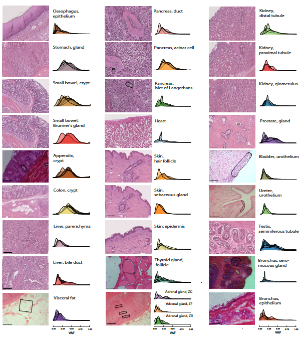Microdissected biopsies from different tissues showed substantially different clonal compositions with different VAF distributions [3/10]