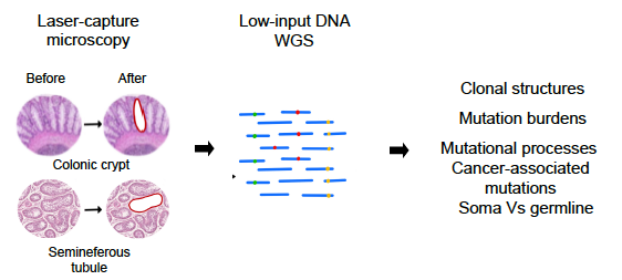 Our bodies are composed of trillions of cells that work together to form tissue and organs. But how genomically diverse are we?To answer this question, we microdissected & sequenced (>500 whole genomes) 29 microscopic structures from soma and germlinefrom 3 individuals [2/10]