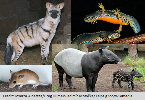 HyenaProject's tweet photo. 📢‼️And here comes our new #HyenaQuiz‼️📢
What do the #Aardwolf, #AlpineNewt, #Tapir and #PygmyMouse have in common? 🤔
#AnimalQuiz #scicomm @isemevol @IZWberlin @zooberlin https://t.co/aB9bDiGQM5
