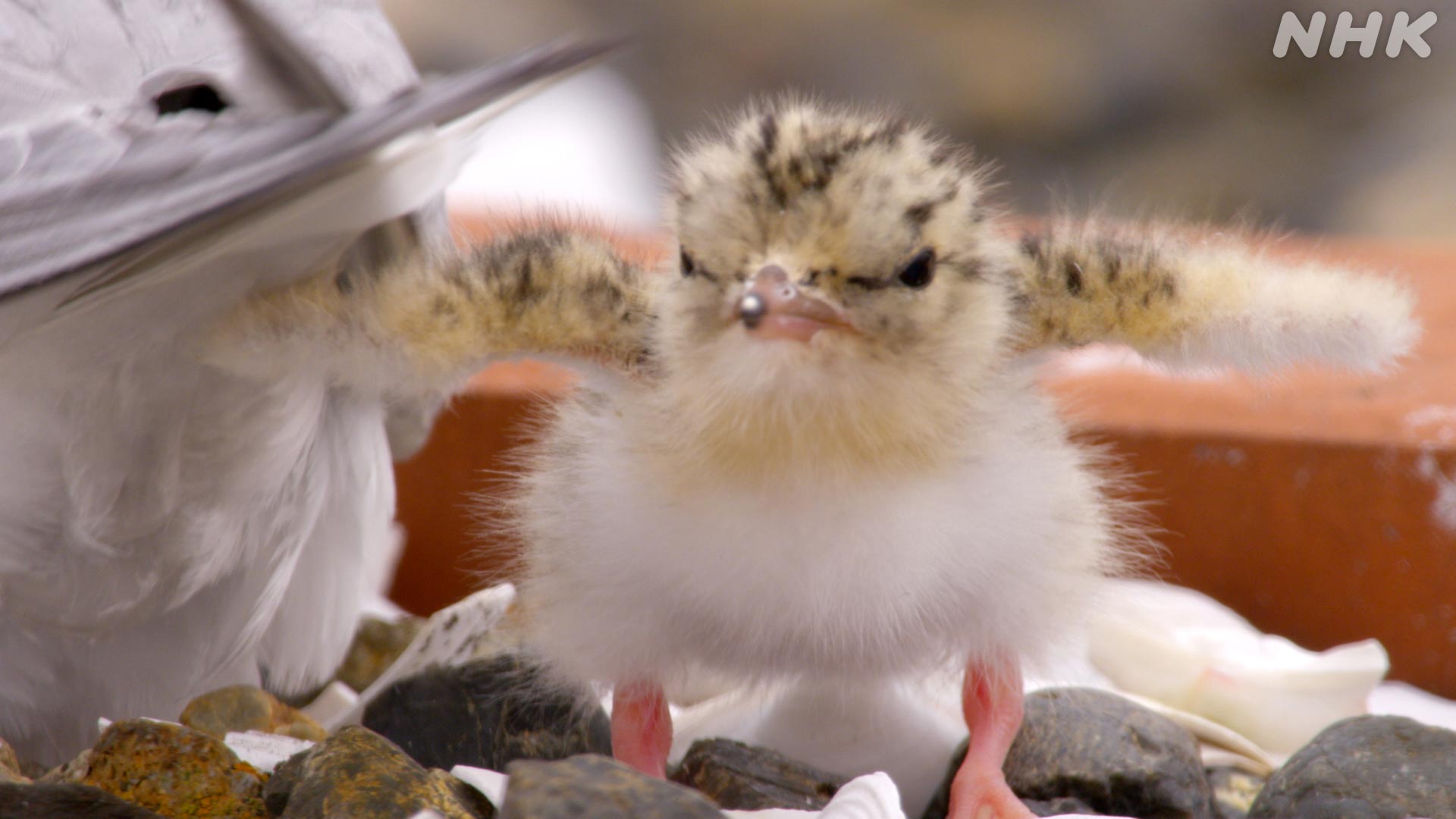 ダーウィンが来た 29日夜7時30分 海鳥コアジサシ 絶滅危惧種コアジサシのヒナはフワフワの激カワなんです 幾多のピンチをくぐり抜けて成長 T Co C2ix62aq1g ダーウィンが来た 野鳥撮影 野鳥写真 T Co 2ouetdta4l Twitter