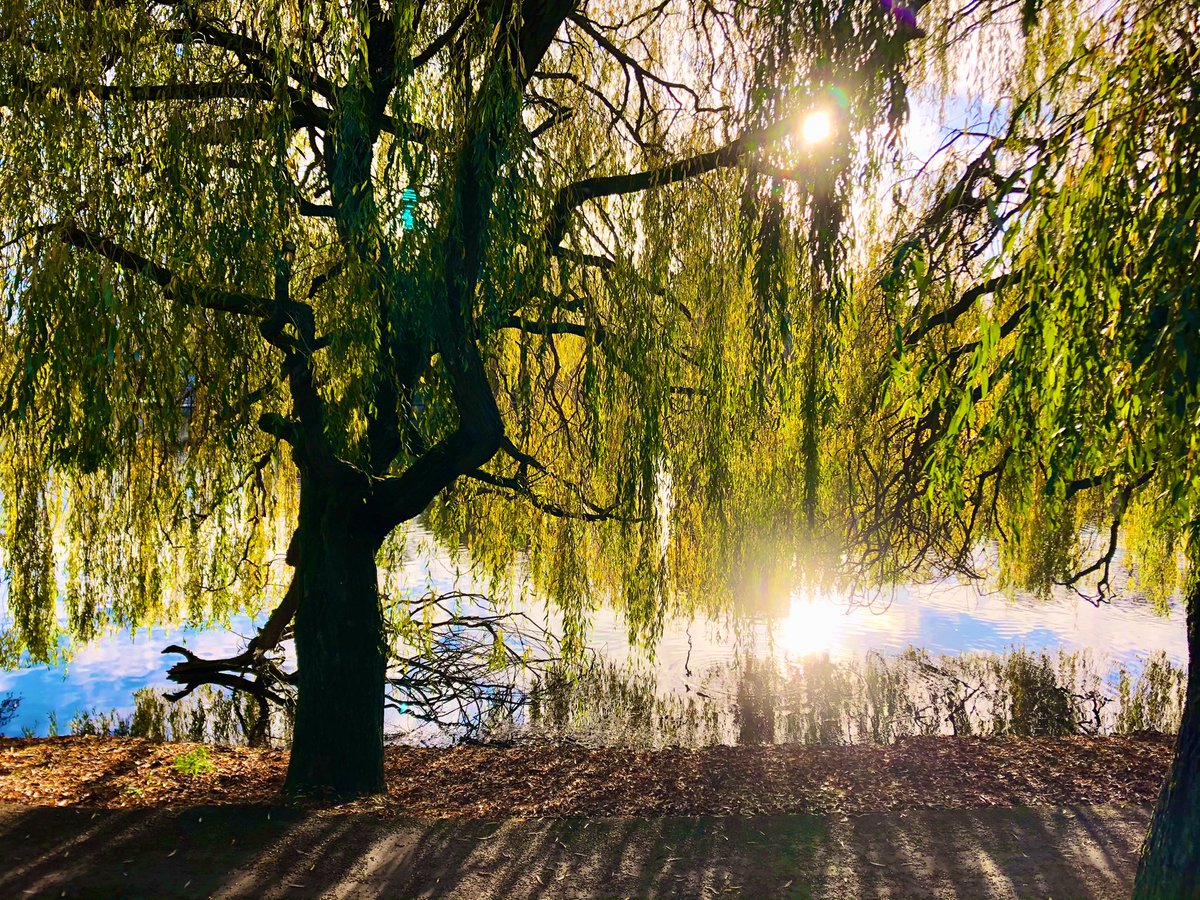 End of the penultimate week of teaching term, the sun shines on the campus lake at <a href="/UniOfYork/">University of York</a> <a href="/UoyGrounds/">uoy_grounds_and_gardens</a>