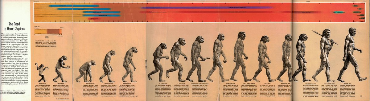Key background re origins of Exhibit A. The Road to Homo Sapiens (aka The March of Progress) was created by natural history artist Rudolph Zallinger for a 1965 Time-Life publication “Early Man”. The full version was a multipage annotated foldout including 15 aligned figures. 3/10