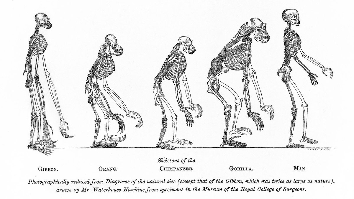 It’s likely that Zallinger took inspiration from earlier illustrations, such as this drawing from the 1863 book “Man’s Place in Nature” by T. H. Huxley, a contemporary of Darwin. Here, Huxley is comparing skeletons of different extant apes, not depicting steps in evolution. 4/10
