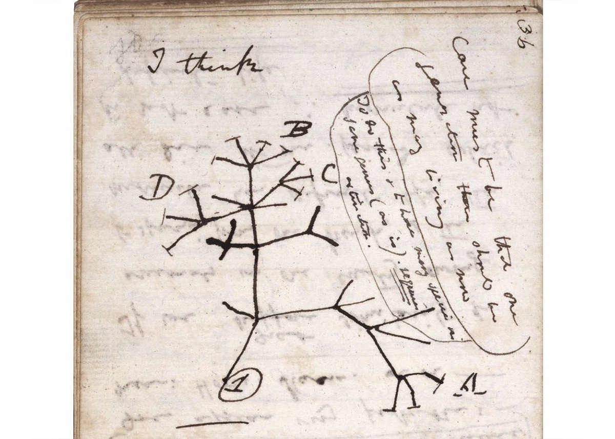 Bringing us neatly to Exhibit B, a drawing Darwin made in 1837 as he puzzled over the origin(s) of species. One rough sketch (with an understated note “I think”) captures a huge idea at the heart of biological evolution: descent with modification from a common ancestor. 8/10
