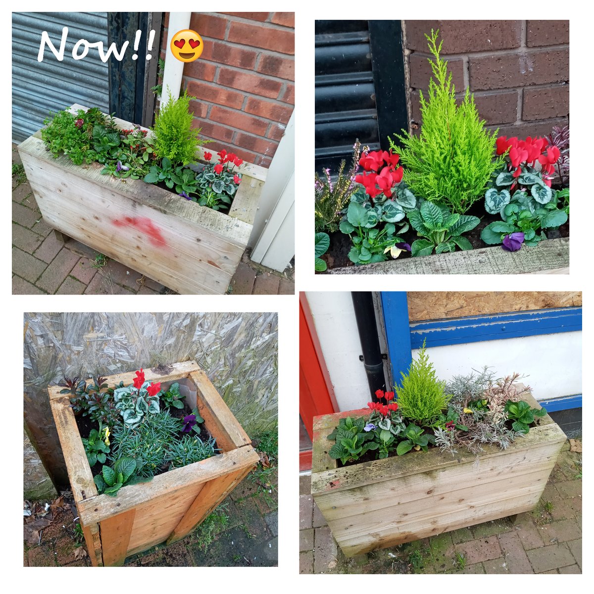 Bringing colour back to New Ferry in time for Christmas! 
We were sad when the plants from the precinct planters were stolen 4 weeks ago. Today we're pleased to refill them with lovely Christmas colours to bring you all a little winter cheer! See all the before &amp; after photos!
