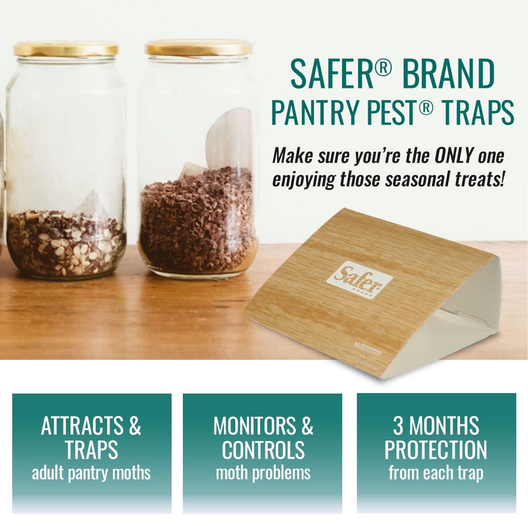 SaferBrand's tweet photo. Don't let moths feast on your food! Prevent pantry invaders with Safer Brand Pantry Pest Traps. Shop now: https://t.co/vkswjw0LZX https://t.co/Yxj2uHCpz5