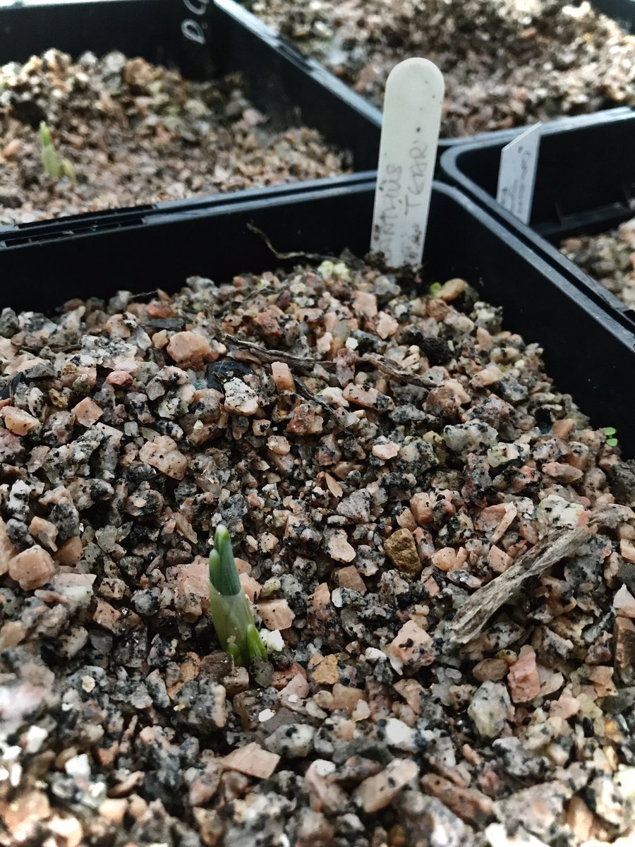 86_plot's tweet photo. Next to make an early appearance in the bulb house are the beautiful Galanthus Dryad Gold Star, produced by Anne Wright at Dryad nursery, and ‘Green Tear’. Some of last years chips have also sprouted #galanthus #snowdrops #dryadnursery #alpineplants https://t.co/iddpdf6UVj