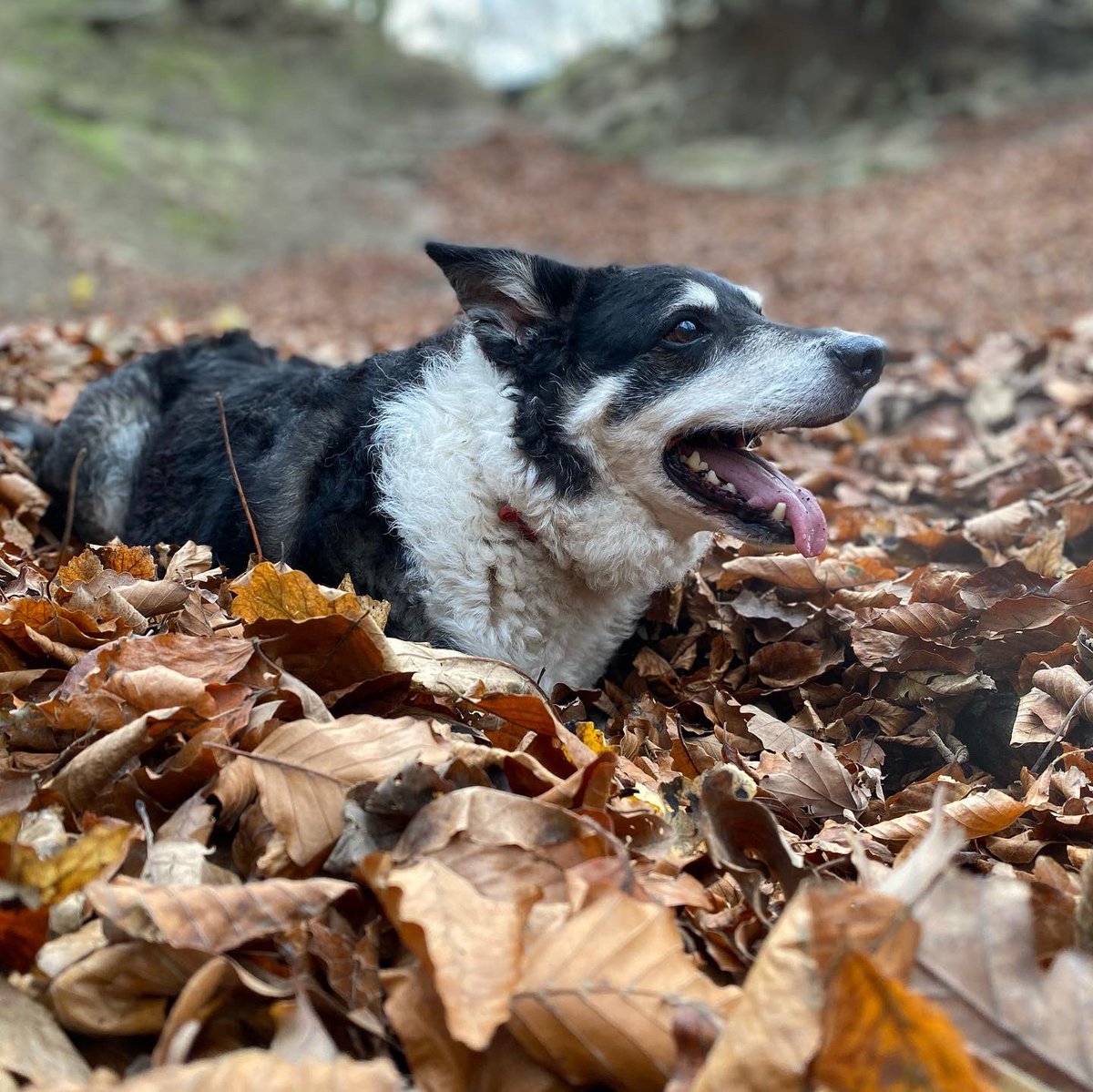 Making the most of the autumn. Spot the #miniplodder