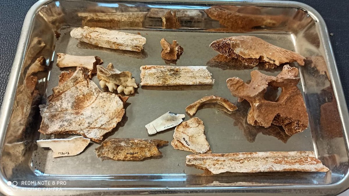 carboniamusei's tweet photo. Approfittando della chiusura al pubblico anche al #MuseoPAS si fanno grandi #pulizie🧼🧹 di fossili
🦖🚿e vetrine 🪞 e si lavora al riordino del magazzino 🏬 💪
#paleontologia #SiMuC #Carbonia https://t.co/gd5FNa4quD