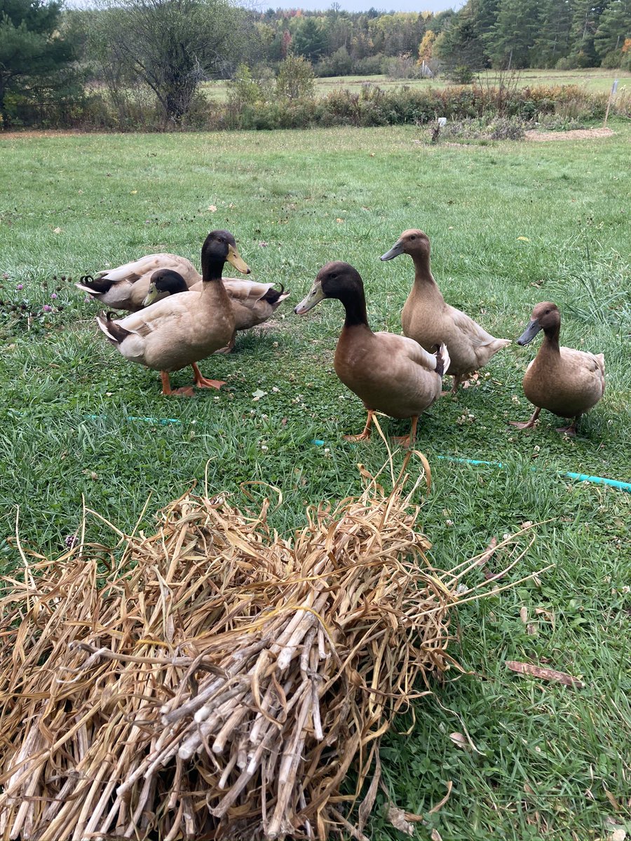 ponddrop's tweet photo. @TheMERL Ahh yes, we love #quackfriday around these parts. These Khaki Campbells are the terror and joy of the neighborhood. https://t.co/jDnsv546Ie