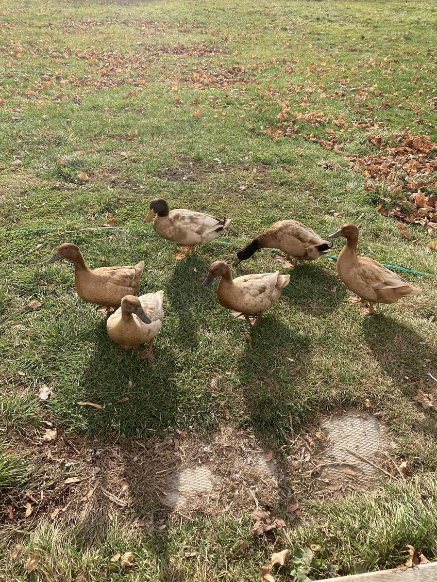 ponddrop's tweet photo. @TheMERL Ahh yes, we love #quackfriday around these parts. These Khaki Campbells are the terror and joy of the neighborhood. https://t.co/jDnsv546Ie