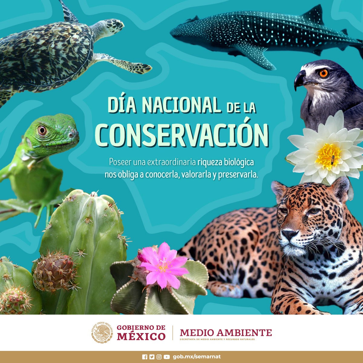 SEMARNAT_mx's tweet photo. Este 27 de noviembre, celebramos el Día Nacional de la #Conservación.🌸🌻🌱🌵🐺🦎🐊🐍🐆🦌🦇🐦🦜🦈🐠🦋🐛
Juntas y juntos, preservemos la extraordinaria #biodiversidad de México. 🇲🇽🌎 https://t.co/x8OTn1Reag