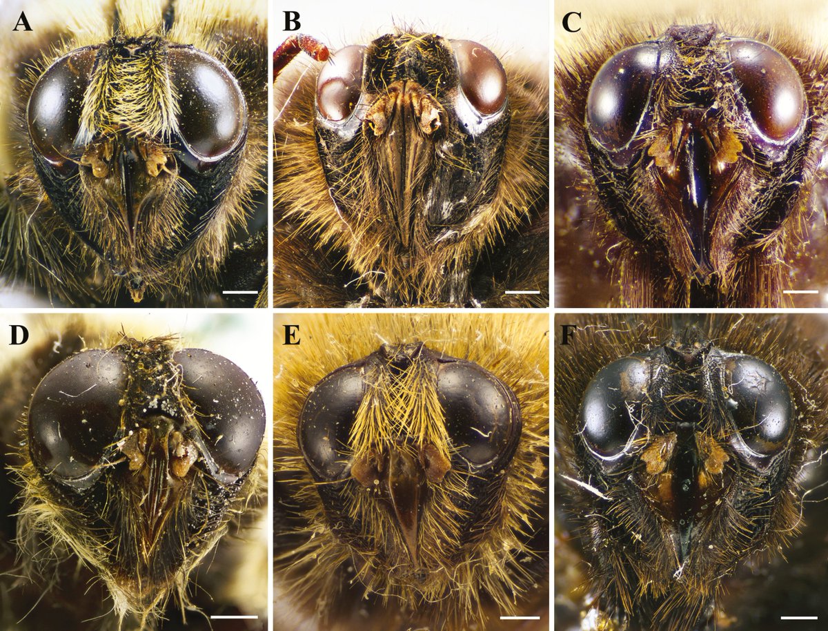 ZoolJLinnSoc's tweet photo. The first #phylogenetic study of the bumblebee #BotFlies,
Portschinskia, reveals 4 #NewSpecies and suggests that their #colour patterns can be explained as
Batesian #mimicry tracking locally dominant #bumblebees 🐝
See it now in the Nov issue: https://t.co/u2pRNpYXW9 https://t.co/6DzZTo8Zbf