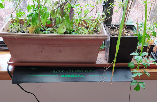 Even aside from that, the microbes that make nutrients available are a lot less active when the soil is cold. NC rarely gets that cold, and my windows are well insulated, so I'm only supplementing my basil pot at the moment. Oh, and the lemongrass.