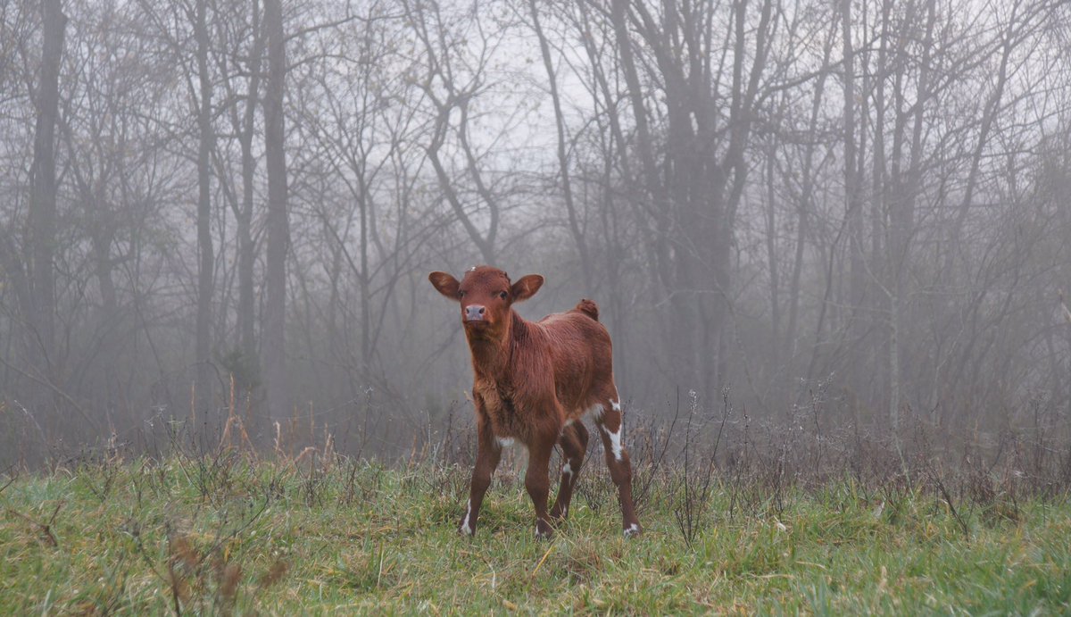 OzarkAkerz's tweet photo. This little one startled me when she came hauling ass out of the woods this morning! She looked at me with so much attitude and struck a pose to match it!
We’re considering naming her Ochee, inspired by my niece Octavia who shares the same birthday week and attitude!
#ochee https://t.co/gRjp4ODojB