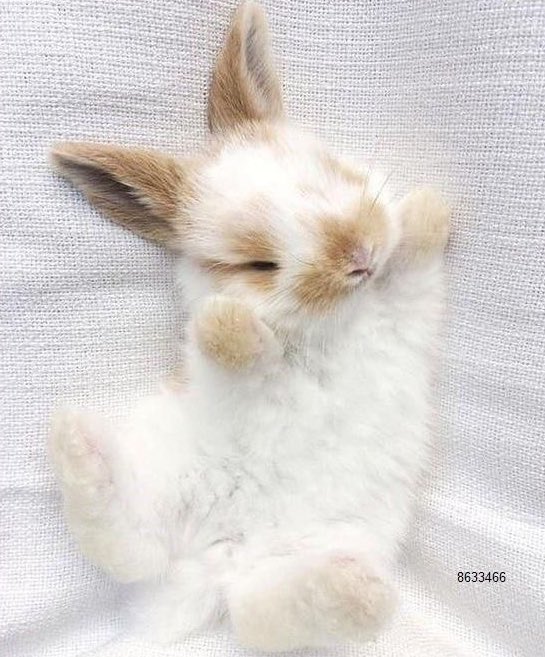 click on the bunny nursery if u like bunnies !! it’s safe ! /gen                                                             