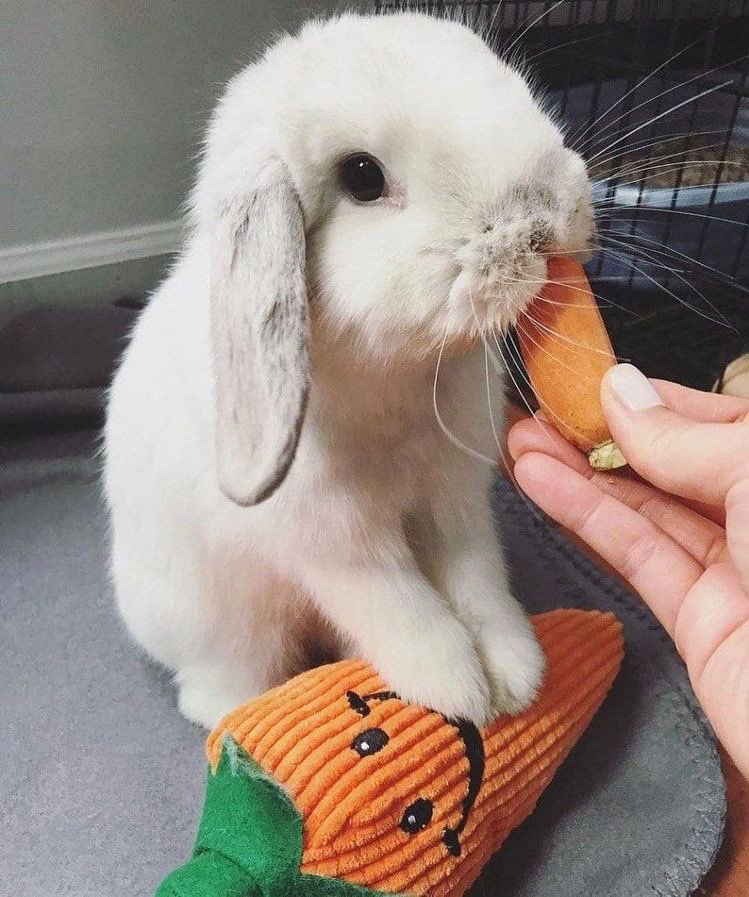 carrot chomp