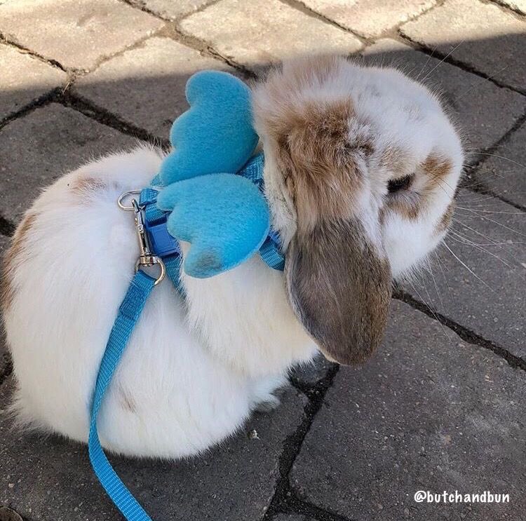 bunny backpack !