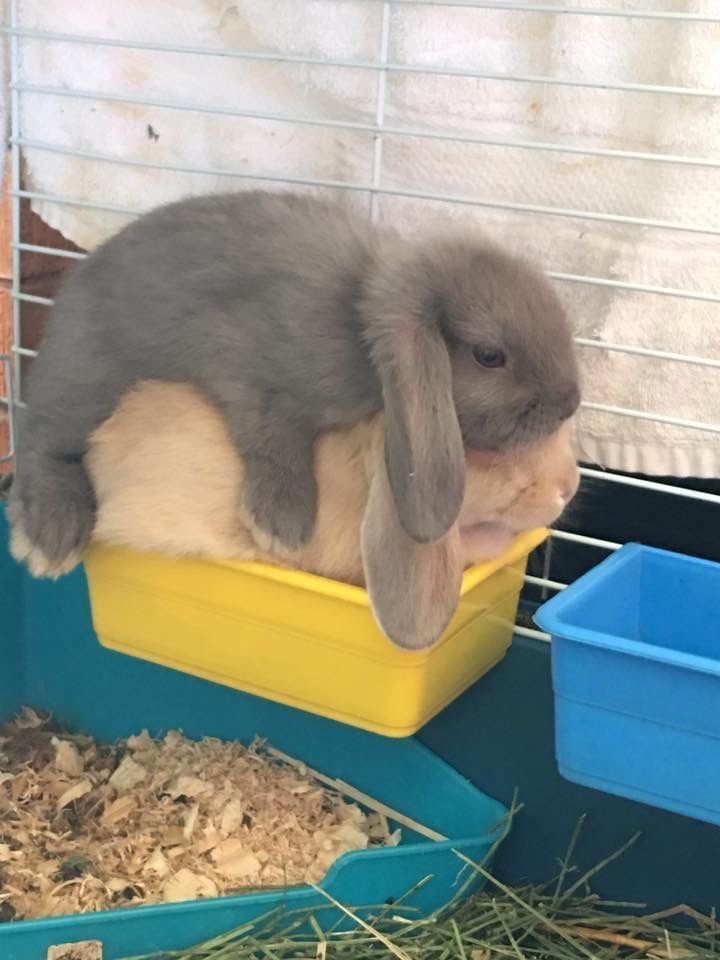cuddlebuns