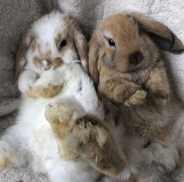 cuddlebuns