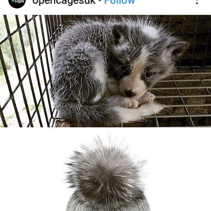 Please urge the British government to STOP importing cruel unethical animal fur. Please sign and share the Petition 🙏🏻✍🏻🐾🐇🦊🐺🦝🐈🐕💔  Click here ➡️ banfursales.org
#FurFreeFriday
#opencages 
#banfur
@DefraGovUK
@BorisJohnson