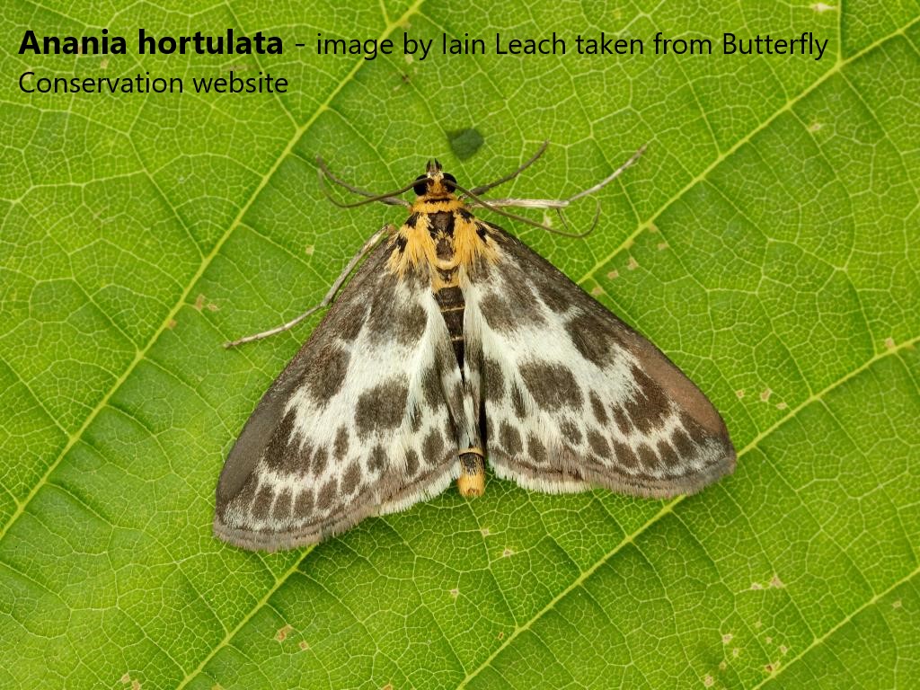 BritishMoths's tweet photo. Group D:

Anania hortulata
Oncocera semirubella
Alucita hexadactyla
Nymphula nitidulata

Vote for your favourite by clicking on the name of the species in the poll tweet below. https://t.co/J8EhAdEJxF