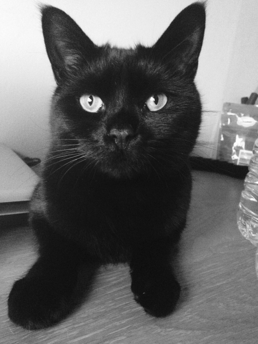 Forget #BlackFriday - it’s all about #blackcatfriday 😺