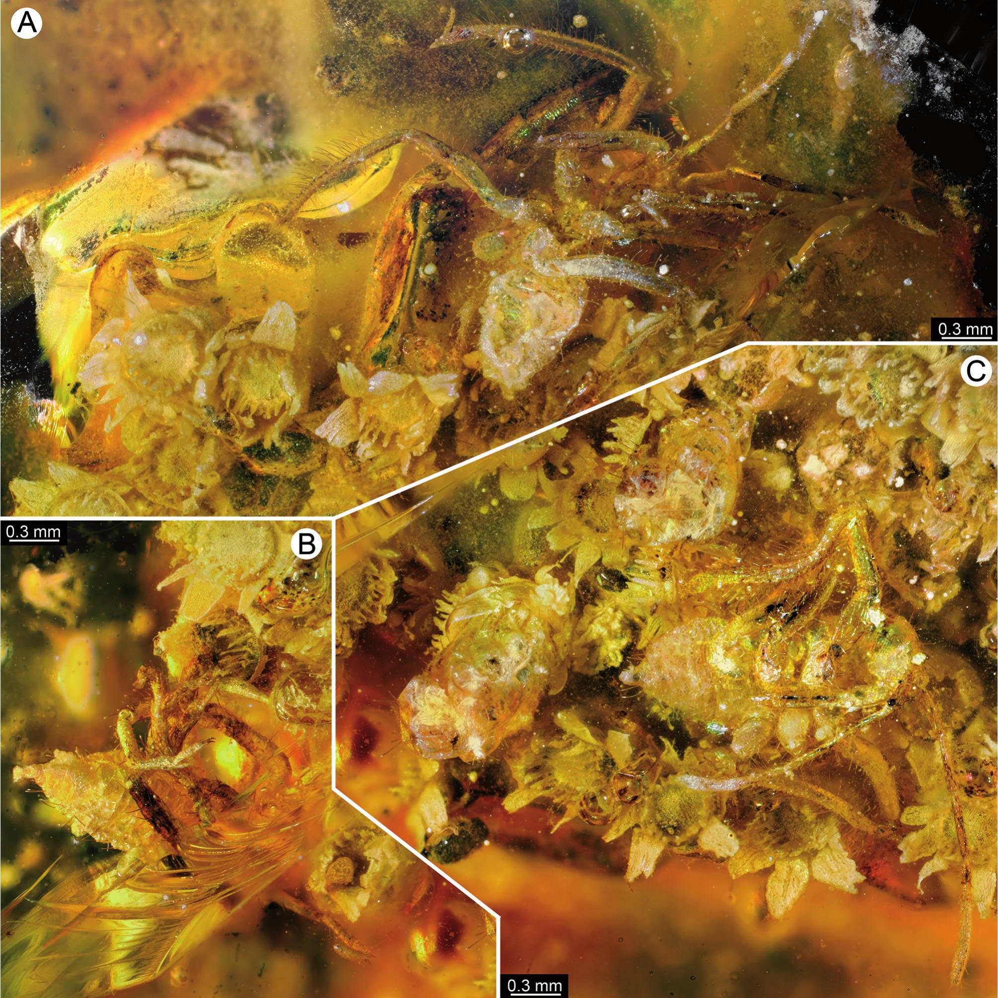 Hatching assassin bug nymphs from Dominican Amber.  Image from Hörnig et al. 2019.