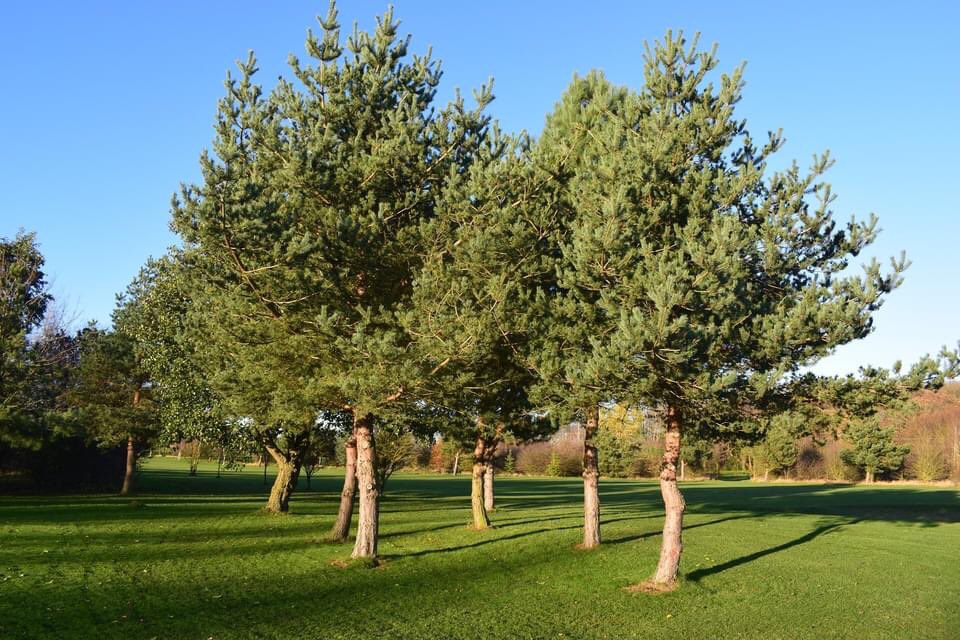 ScarthingwellGC tweet media