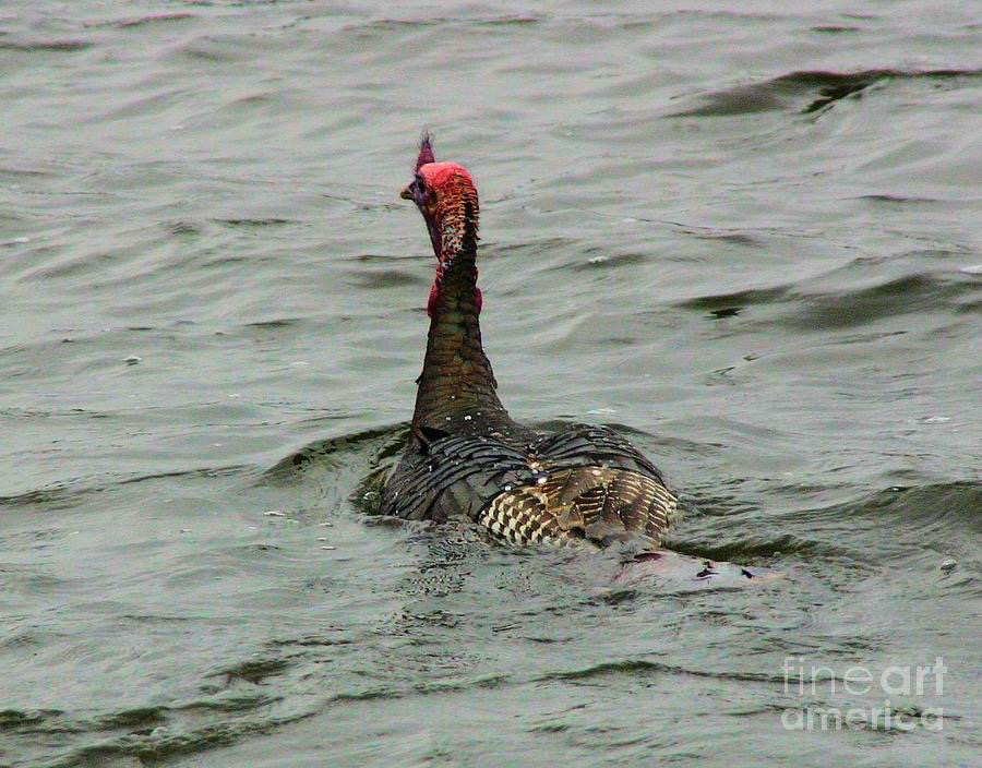 swimMARS's tweet photo. 10k Turkey Trot swim tomorrow at UTA starting at 6:30am. It's kind of a big deal! https://t.co/YdfrksNtgb