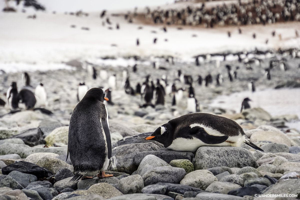 Vanessa 🌍 She Wanders Miles tweet media