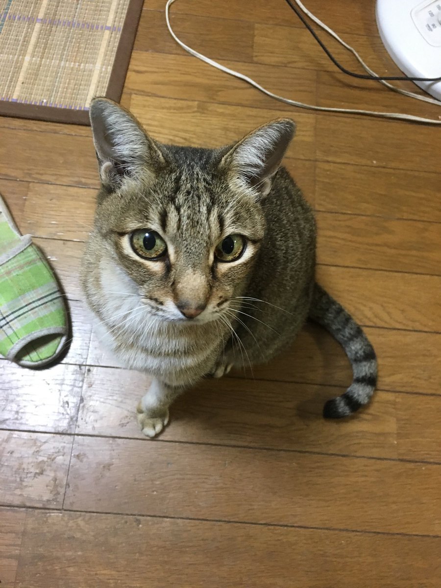 蒼い黒猫 tweet media