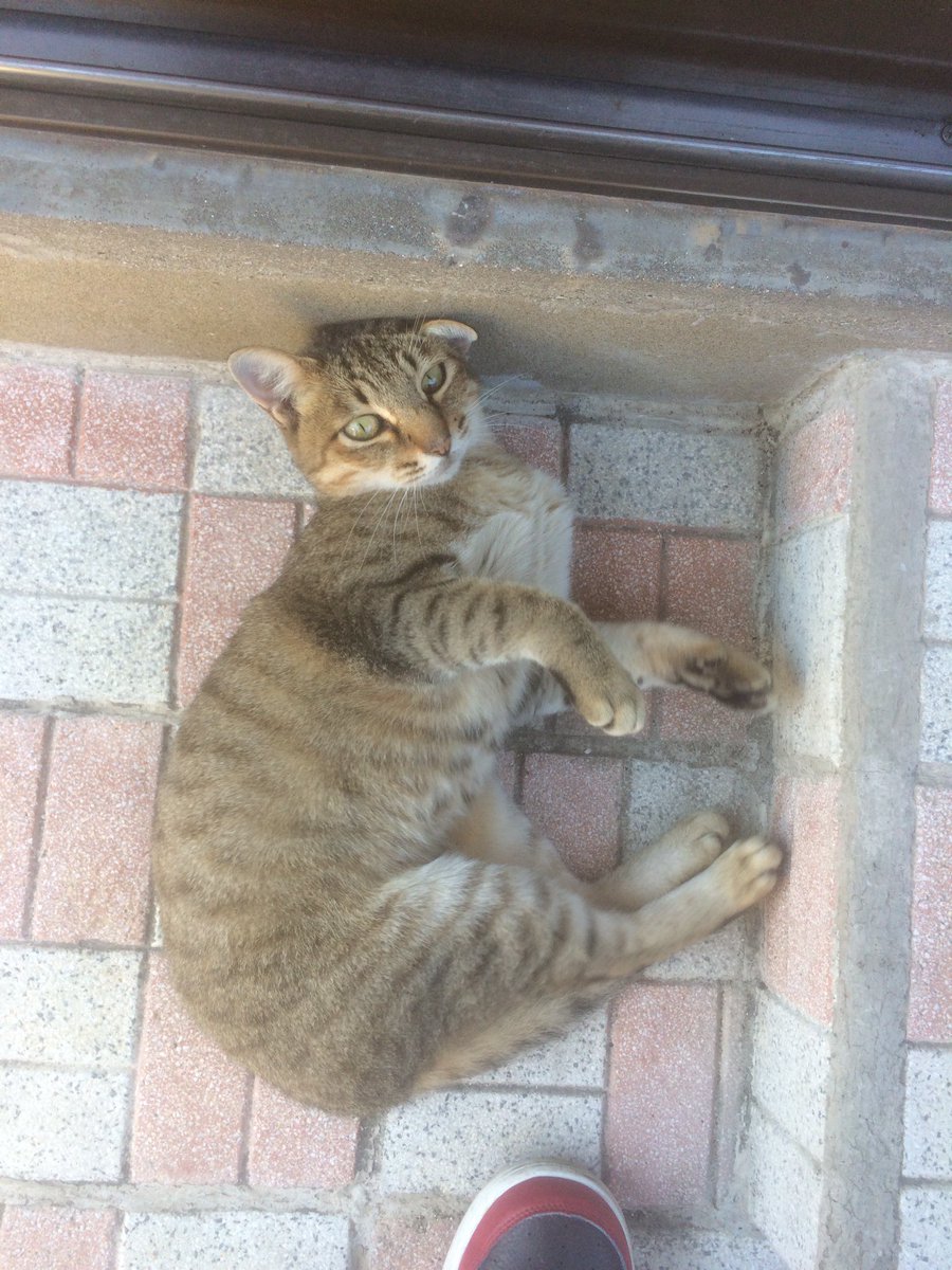 蒼い黒猫 tweet media