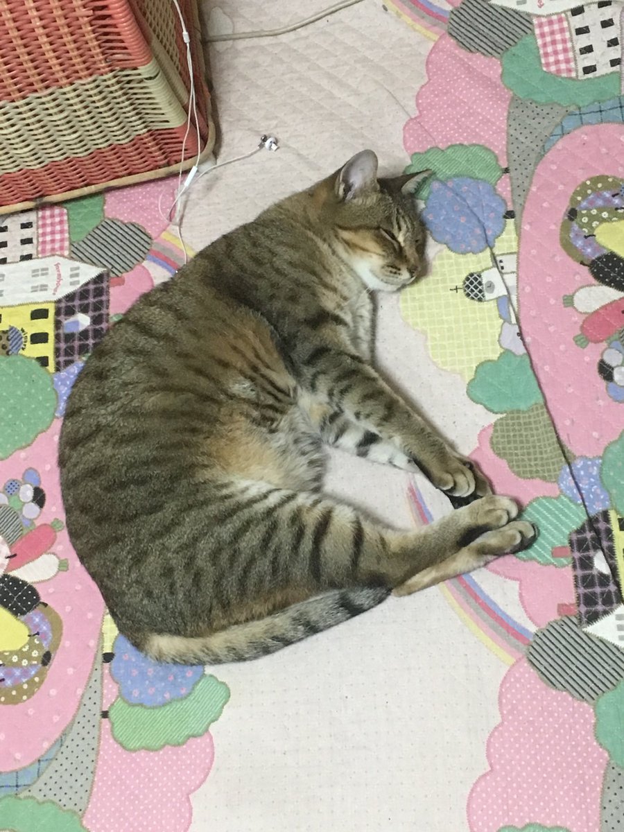 蒼い黒猫 tweet media