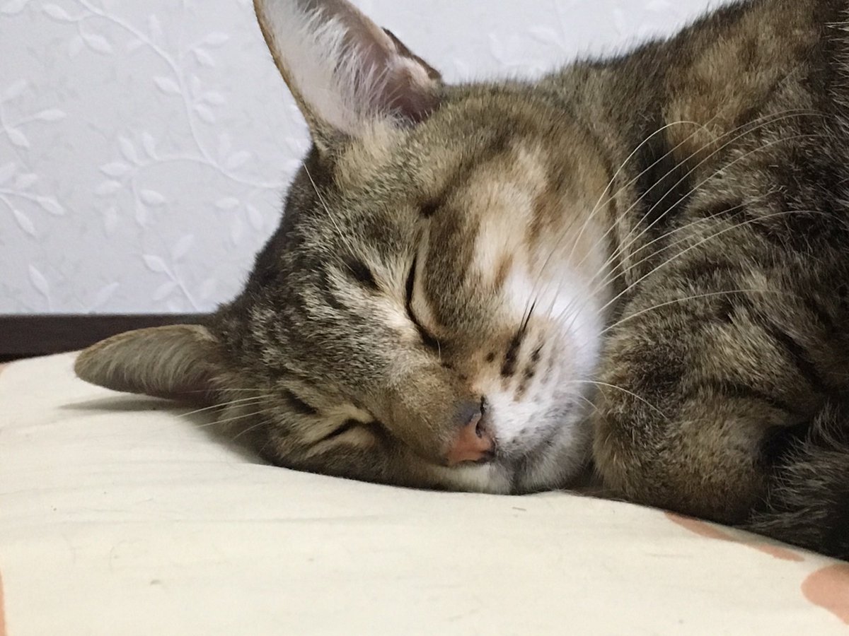 蒼い黒猫 tweet media