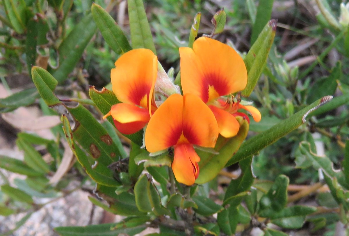 StuartWilliams_'s tweet photo. Alpine Shaggy-pea, Podolobium alpestre, at Mount Buffalo National Park #Fabaceae #ozplants https://t.co/4Df15PyqyV