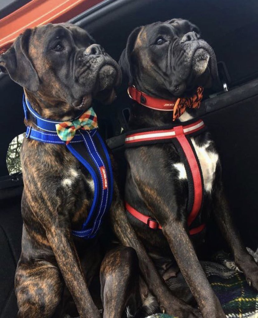 ZoeSpillane's tweet photo. @hypooch @TGE_LDNM If you need some bigger dogs to model for ya. My two got you covered 🐶🐶 https://t.co/odfW2dEe8v