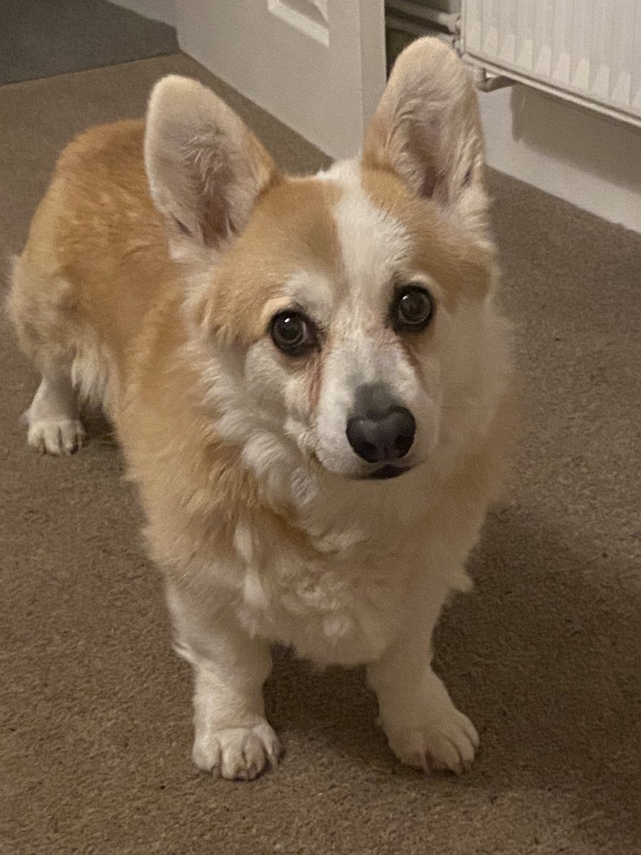 CorgiDyllan's tweet image. Winter is scruffy Corgi season as I decide to shed everywhere in giant tufts. It keeps the human with the noisy carpet machine busy.