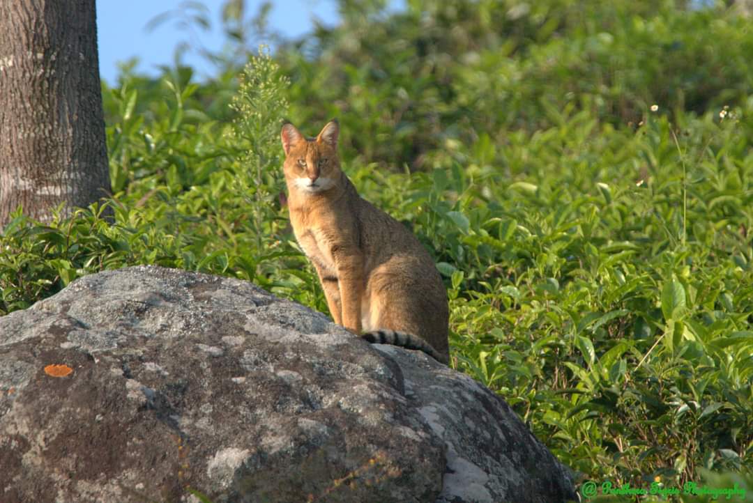 Kishore Chandran tweet media